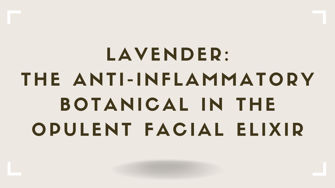 Lavender: The Anti-Inflammatory Botanical in the Opulent Facial Elixir