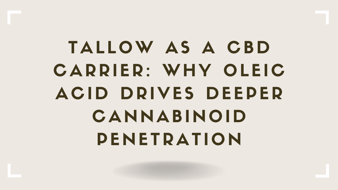 Tallow as a CBD Carrier Why Oleic Acid Drives Deeper Cannabinoid Penetration
