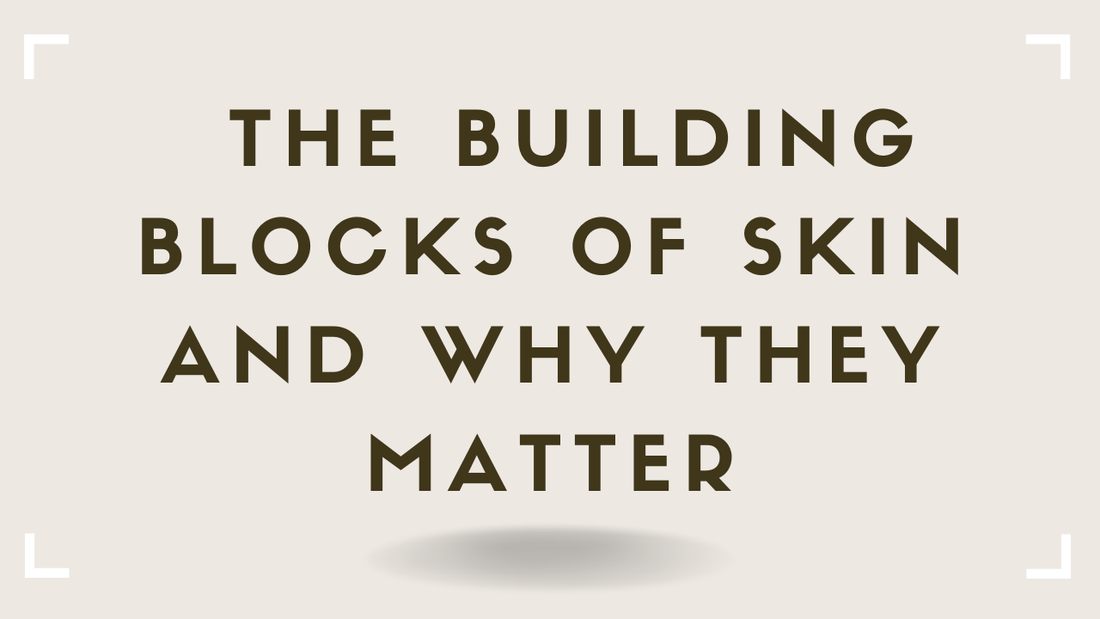 The Building Blocks of Skin and Why They Matter