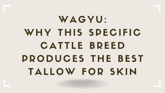Wagyu Why This Specific Cattle Breed Produces the Best Tallow for Skin