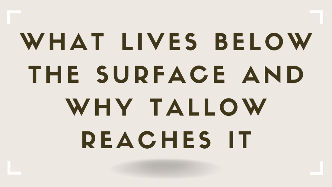 What Lives Below the Surface and Why Tallow Reaches It