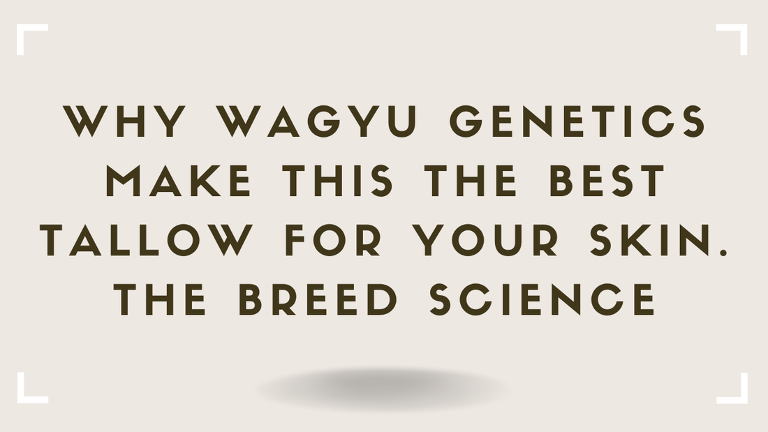 Why Wagyu Genetics Make This the Best Tallow for Your Skin -- The Breed Science