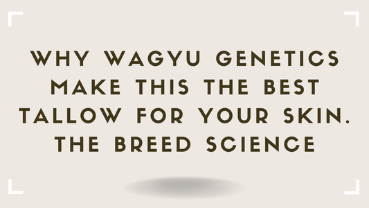 Why Wagyu Genetics Make This the Best Tallow for Your Skin -- The Breed Science